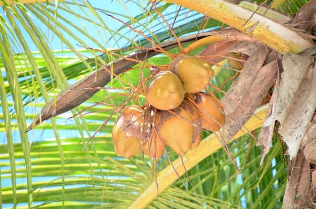 Coconuts on the palm tree.