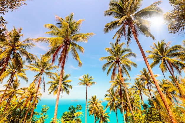 Coconuts palm trees and sea