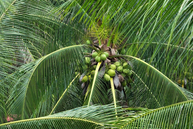 Noci di cocco sull'albero in giardino.