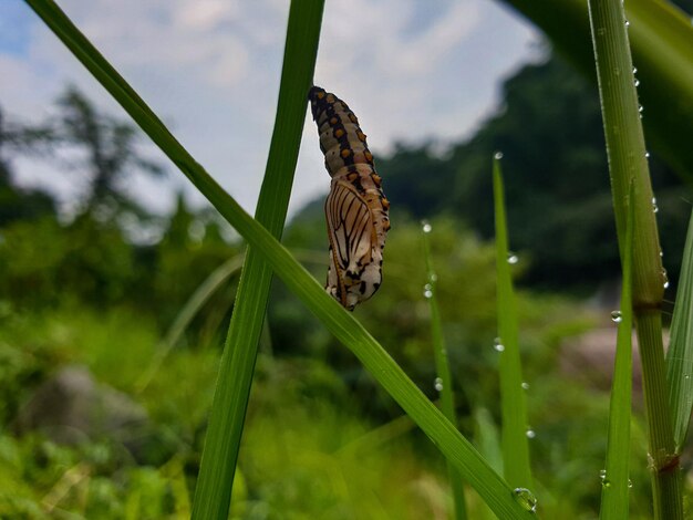 Cocoon butterfly in the farm background nature