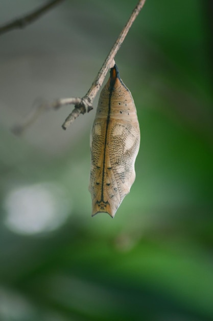 Cocoon butterfly appeso sul ramo di bambù foglie naturali sullo sfondo