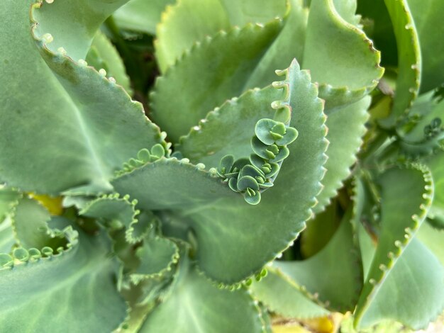 Cocor bebek Kalanchoe pinnata는 잎새를 통한 번식 방법으로 유명하며 집 장식용 식물로 많이 사용됩니다.