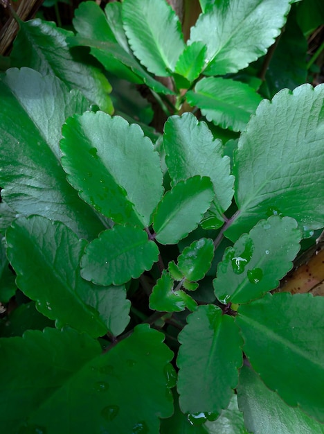 Cocor Bebek 또는 Kalanchoe Pinnata 관상용 식물