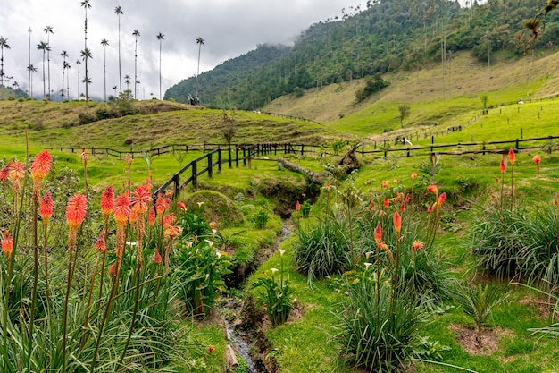 Cocora palm valley in Colombia in South America