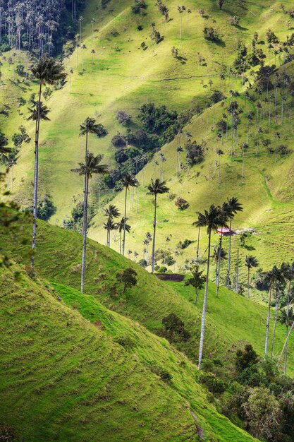 Cocora