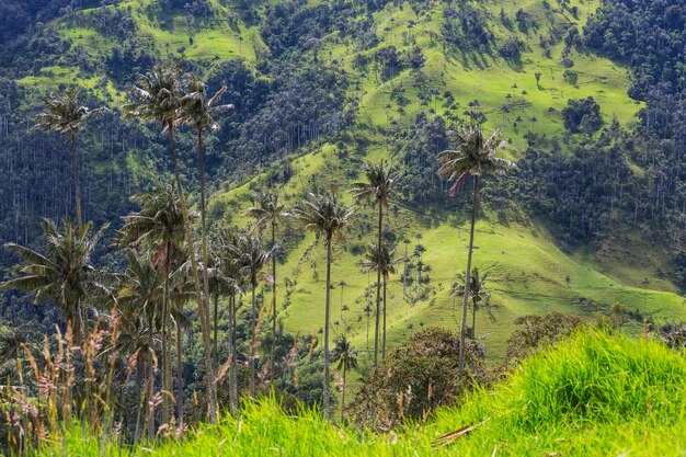 Foto cocora