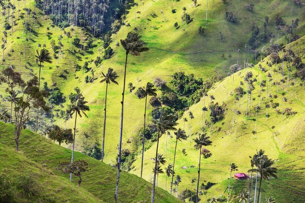 Cocora