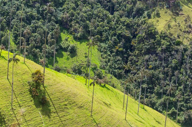 Photo cocora