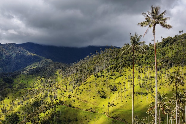 Cocora