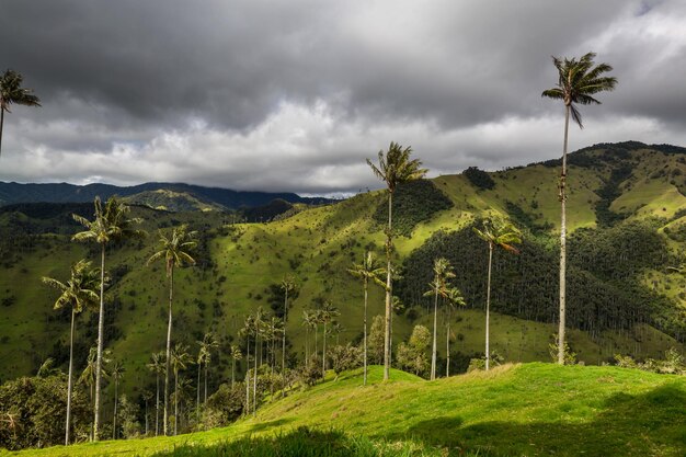 Foto cocora