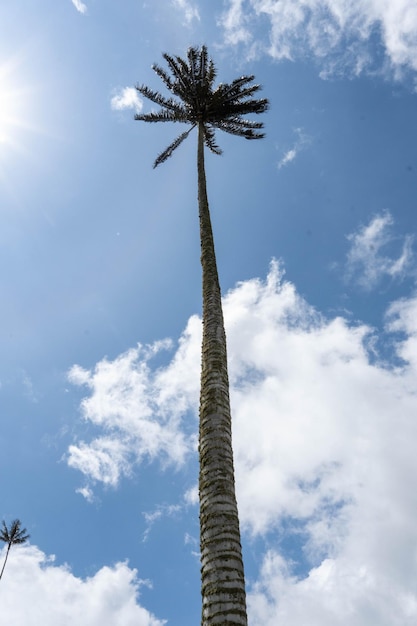 Photo cocora