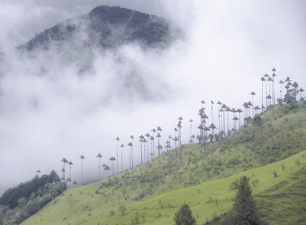 Cocora