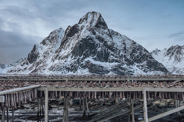 Cod fish drying on wooden racks and mountain view in gloomy day Traditional food fishing industry in Scandinavia at Lofoten Islands