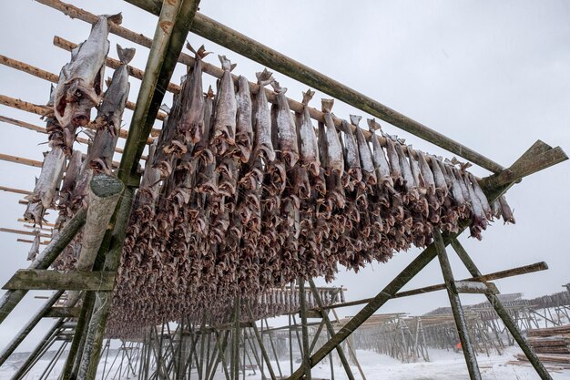 Foto merluzzo senza testa che si asciuga su scaffalature di legno in inverno