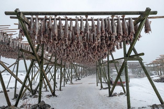 Merluzzo senza testa che si asciuga su scaffalature di legno in inverno