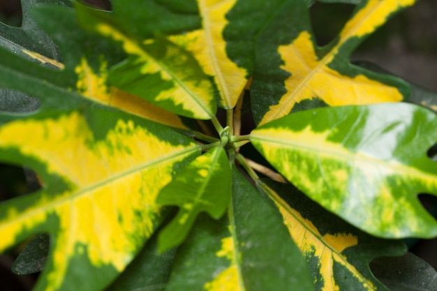 Codiaeum gouden zon of bonte binnenbloem met groene en gele bladeren