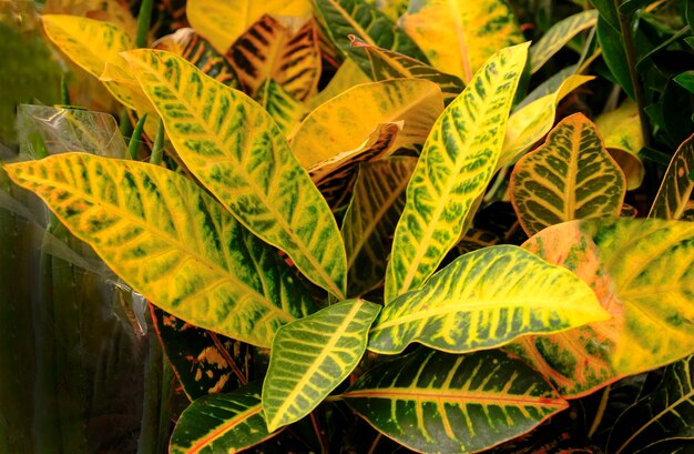 Codiaeum variegatum 또는 Croton, 잡색의 로렐, 가든 크로톤, 오렌지 자스민이 매장에서 판매되는 화분에 있습니다. 이국적인 식물 열대 녹색 식물