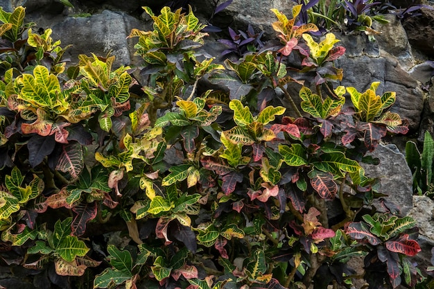 Codiaeum Variegatum plant