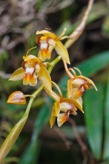 Coelogyne rigida珍しい種の野生の蘭、森林