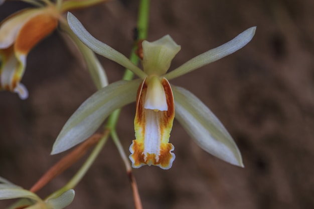 Coelogyne trinervis orchideeën