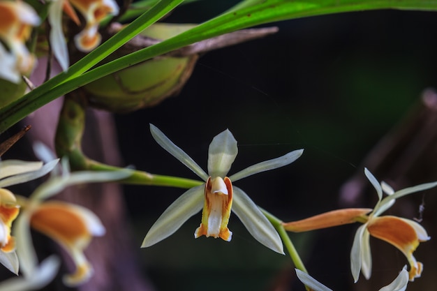 Coelogyne trinervis orchideeën