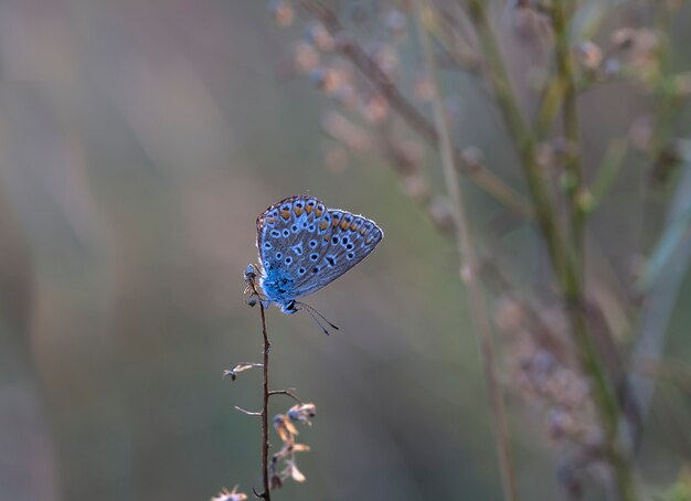 Coenonympha butterfly in the field in a native habitat