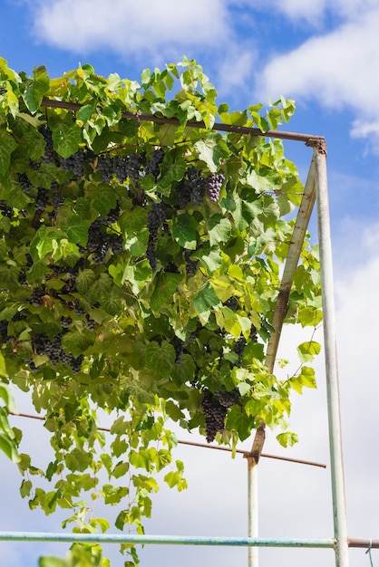 Cof bunches of ripe red wine grapes on vine