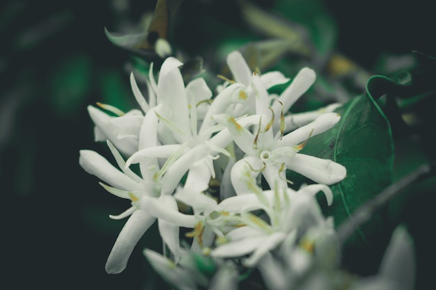 写真 coffe flower