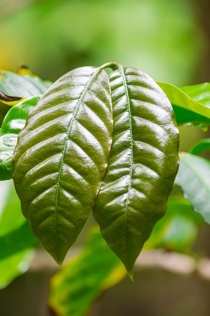 Coffea arabica groene bladeren sluiten weergave