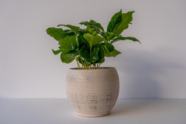 Coffea arabica in white stone pot, young coffee plant, white\
background, isolated, copy space