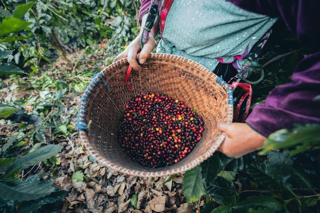 Coffee and arabica coffee plantation harvest day in Thailand