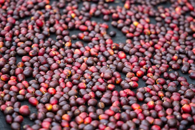 Coffee bean dry under sunlight on the ground