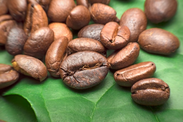 coffee bean on green leaf