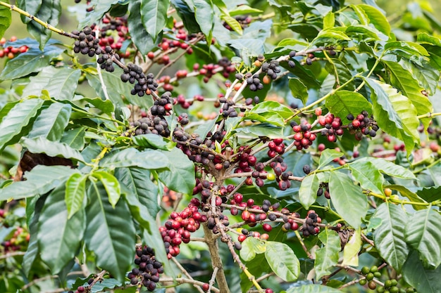 Chicco di caffè pronto a raccogliere sul ramo