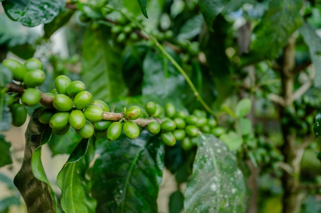 coffee bean on tree