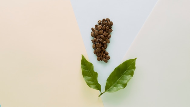 Coffee bean with Coffee leaf