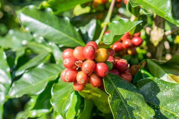 커피 콩 arabica 나무에 익은