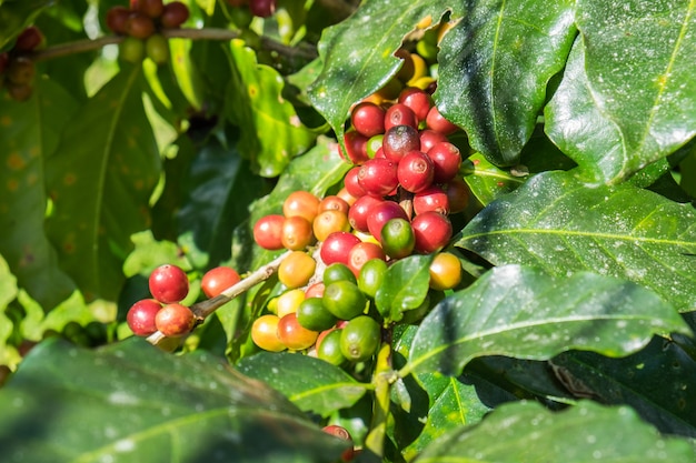 Arabica dei chicchi di caffè matura su un albero
