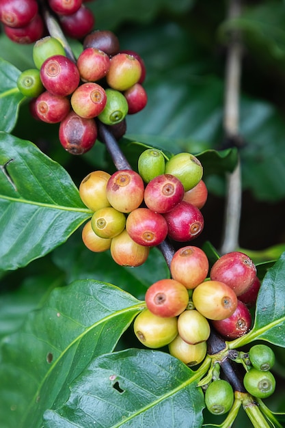 Coffee beans arabica on tree at the mountain in farm northern Thailand