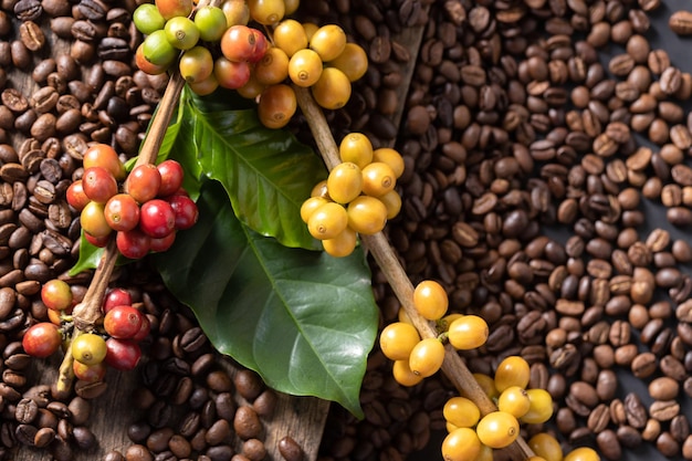 Coffee beans on coffee green leaves on wooden background Fresh coffee beans on wooden background