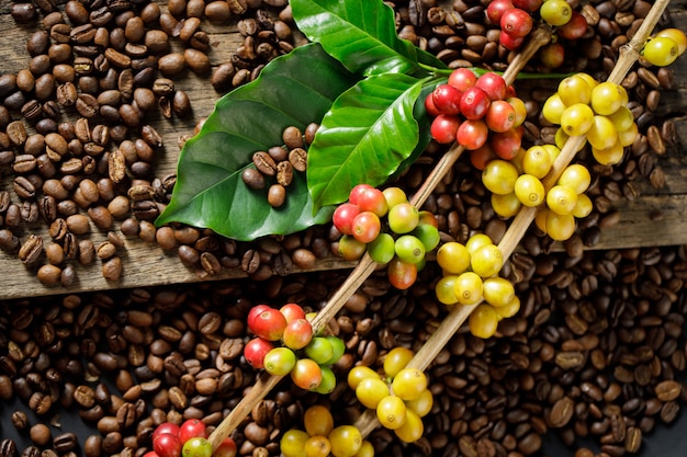 Coffee beans on coffee green leaves