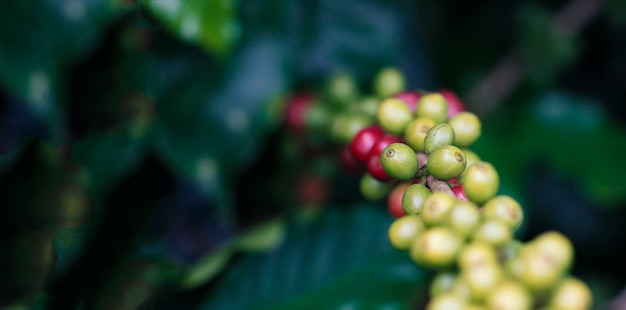 熟した果実を持つコーヒーの木のコーヒーの木の枝にコーヒー豆