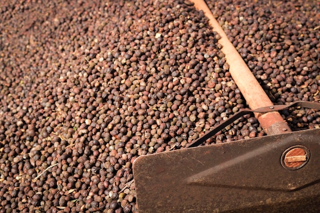 Сушка кофейных зерен возле лопаты на ферме