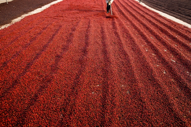 Chicchi di caffè che si asciugano al sole. piantagioni di caffè nella fattoria del caffè