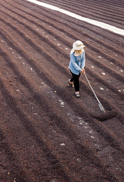 Coffee beans drying in the sun. Coffee plantations at coffee farm