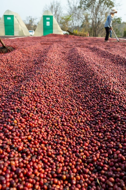 Coffee beans drying in the sun. Coffee plantations at coffee farm