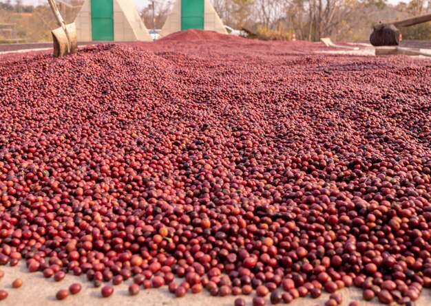 天日干しのコーヒー豆。コーヒー農園のコーヒー農園