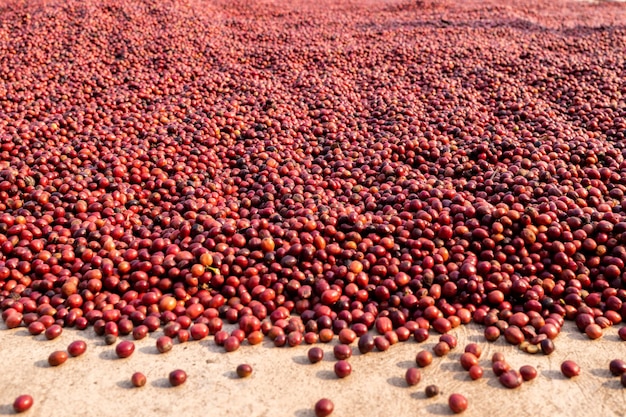 Coffee beans drying in the sun. Coffee plantations at coffee farm