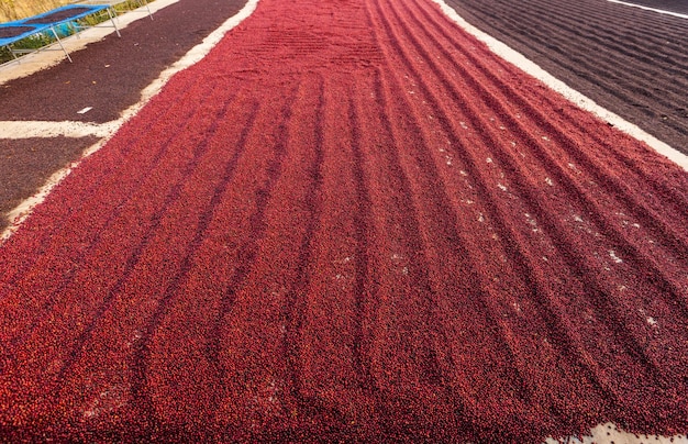 Coffee beans drying in the sun coffee plantations at coffee\
farm