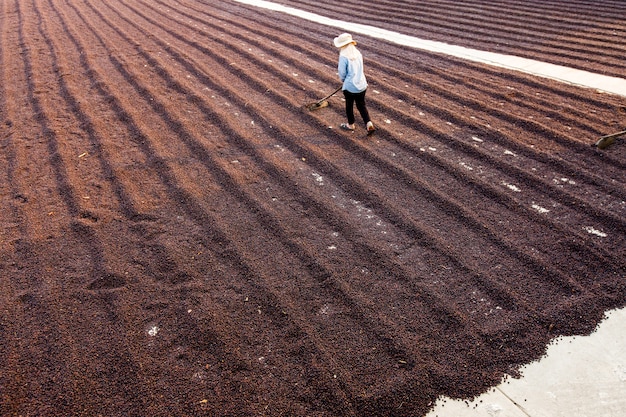 Coffee beans drying in the sun